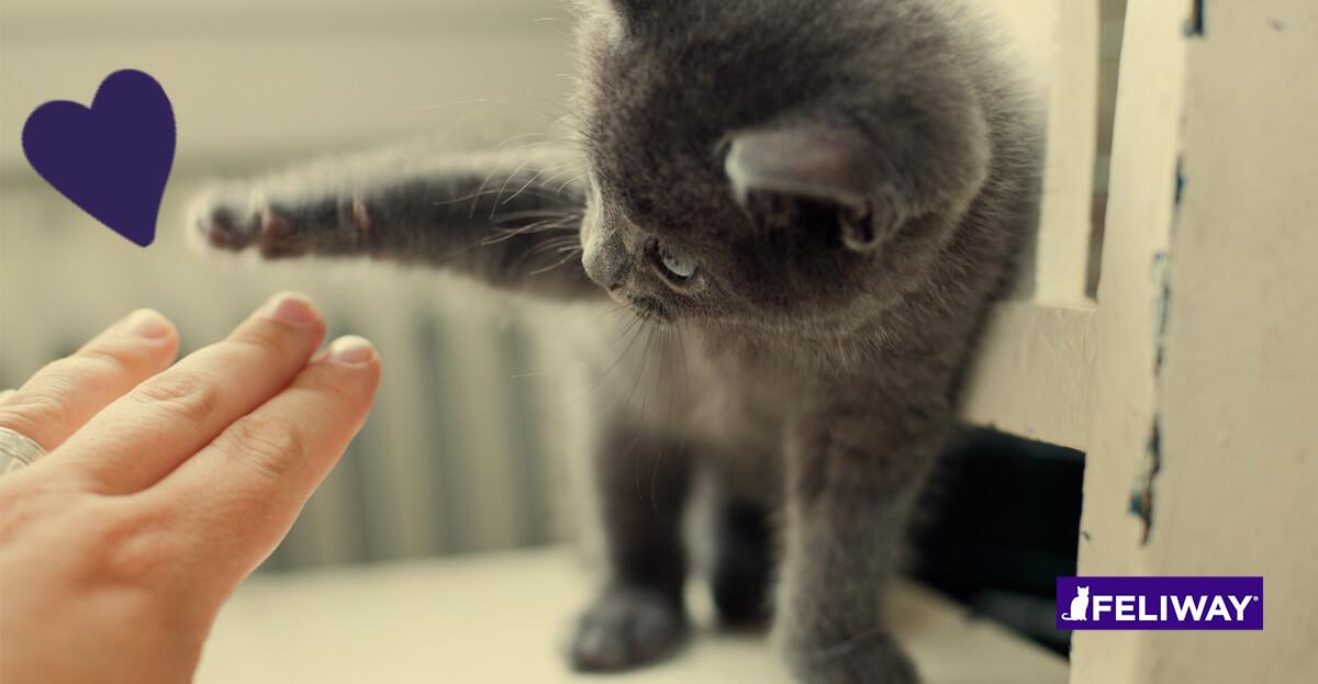 Come addestrare un gatto e cosa insergnarli